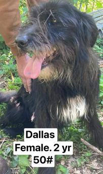 Dallas-Available 5/5! www.lhar.dog to apply!