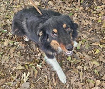 Dixie **Mini Aussie** - Puppy Area
