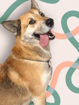 Poptart - Puppy Area