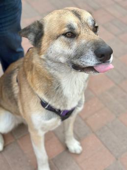 Poptart - Puppy Area