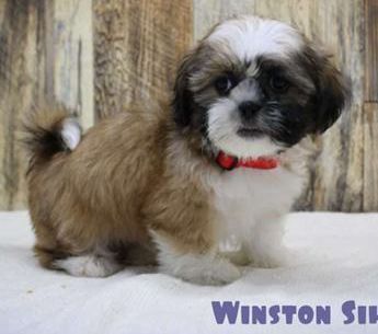 Winston