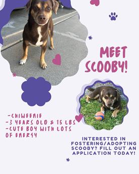 scooter needs a home