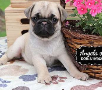 Angela