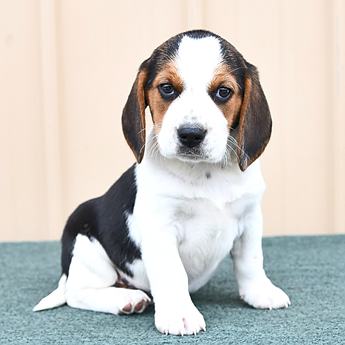 Archie