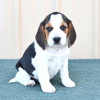 Archie