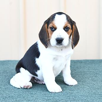 Archie