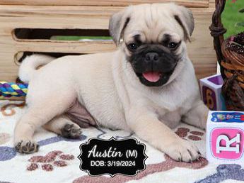 Austin
