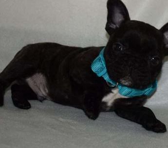 Bluey