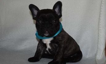Bluey