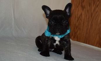 Bluey