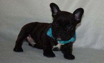 Bluey