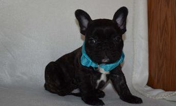 Bluey