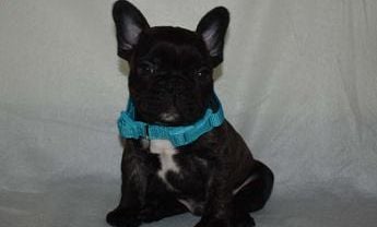 Bluey