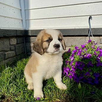 Charlie