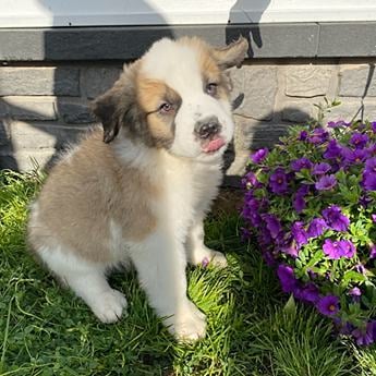 Charlie
