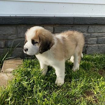 Charlie