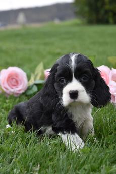 Clover