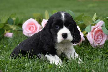 Clover