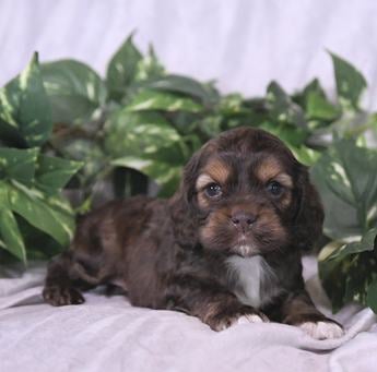 Cocoa