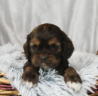 Cocoa