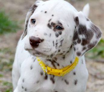 Daisy