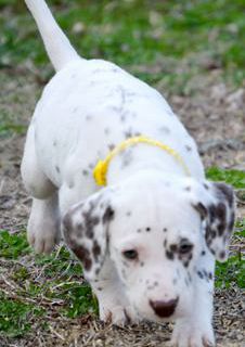 Daisy