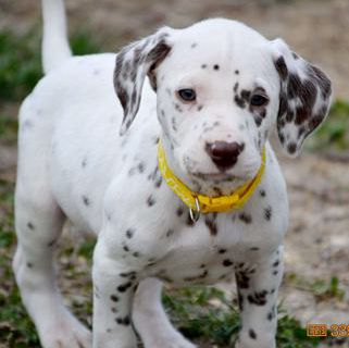 Daisy