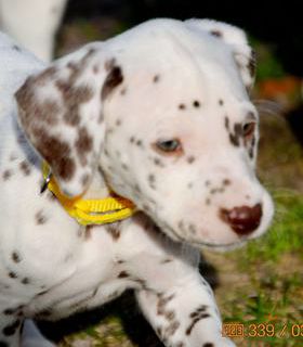 Daisy