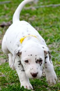 Daisy