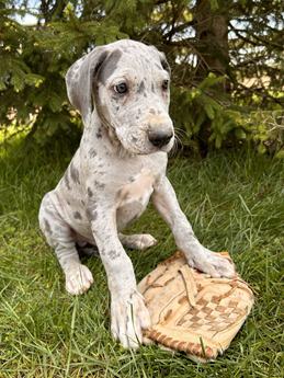 Dewey
