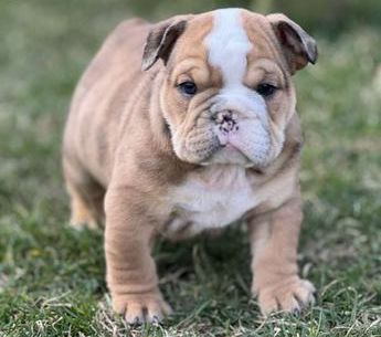 Dexter