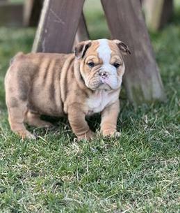 Dexter