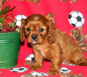 Dexter