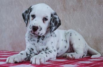 Dotty
