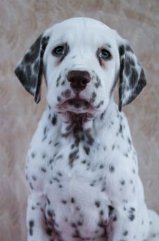 Dotty