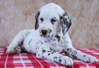 Dotty