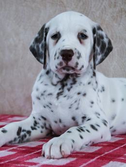 Dotty
