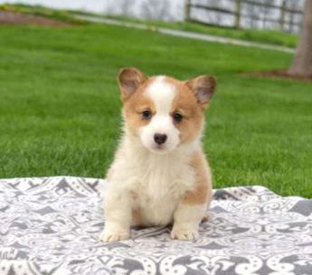 Ginger