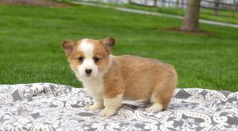 Ginger