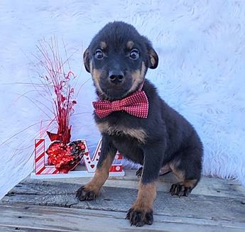 Jingle