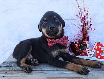 Jingle