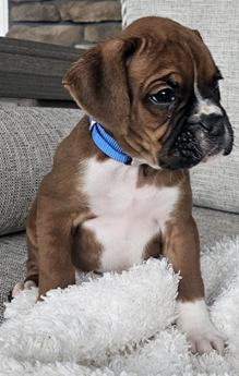 Kona