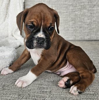 Kona