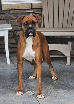 Kona