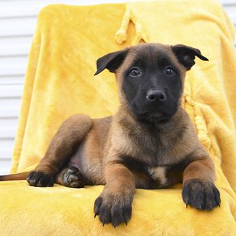 Loki