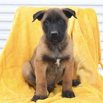 Loki