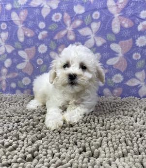Matilda