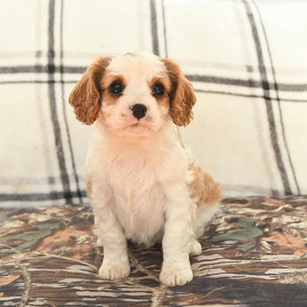 Mickey