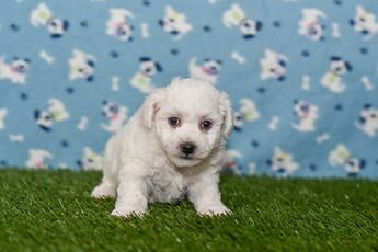 Milo