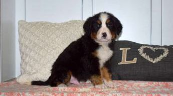 Monty